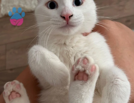 Beyaz Prens British Shorthair Yuva Arıyor - 10223 - Görsel 4