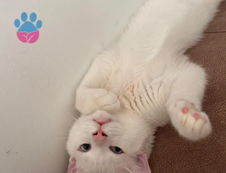 Beyaz Prens British Shorthair Yuva Arıyor - 10223 - Görsel 5