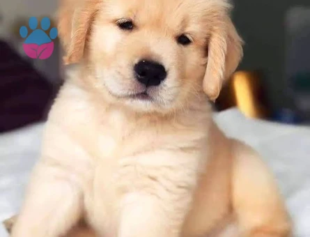 BAYB FACE GOLDEN YAVRUMUZ - 10222