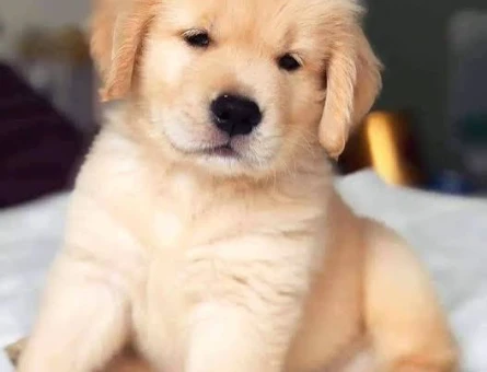 BAYB FACE GOLDEN YAVRUMUZ - 10222