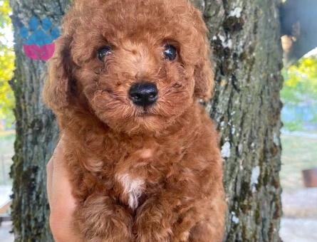 Toy poodle yavru - 10231 - Görsel 2