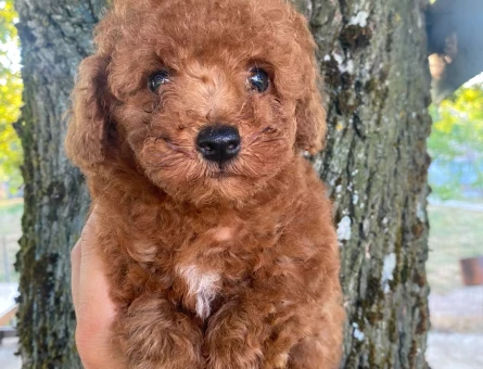 Toy poodle yavru - 10231