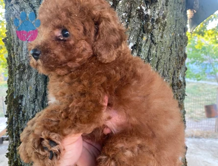 Toy poodle yavru - 10231 - Görsel 3