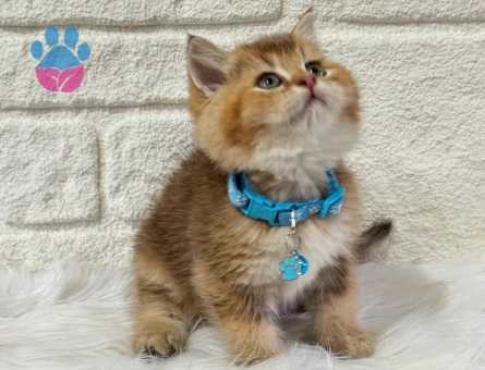 British shorthair Golden Erkek Topaç Kafa Yakışıklı