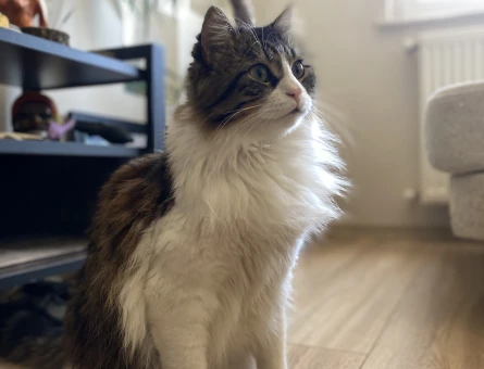 Norveç Orman Kedisi 1 Yaşında Erkek