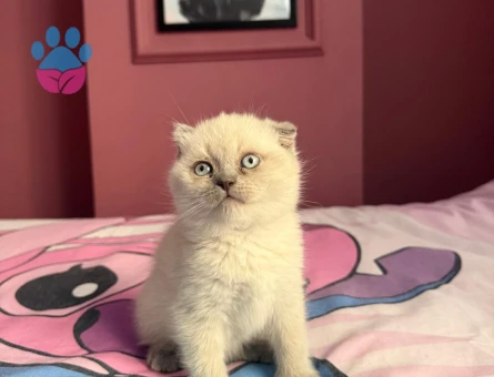 Scottish Fold Blue Point Dişi 2.5 Aylık