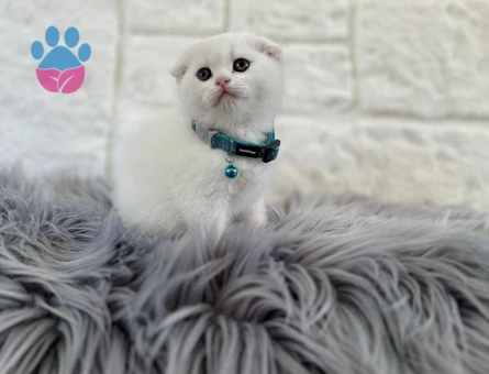 Scottish Fold 2 Aylık Bembeyaz Yavrumuz