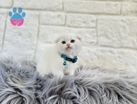 Scottish Fold 2 Aylık Bembeyaz Yavrumuz