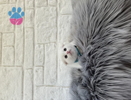 Scottish Fold 2 Aylık Bembeyaz Yavrumuz