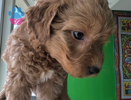 Veterinerden A Kalite Maltipoo 2 Aylık