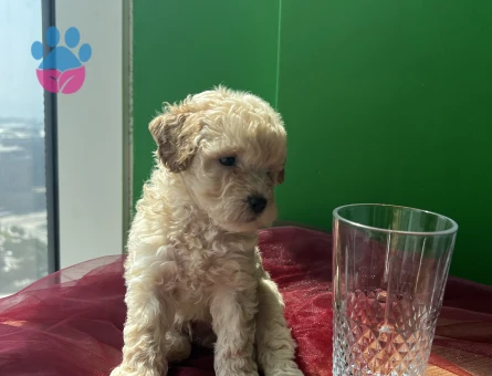 Veterinerden A Kalite Maltipoo 2 Aylık