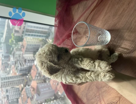 Veterinerden A Kalite Maltipoo 2 Aylık