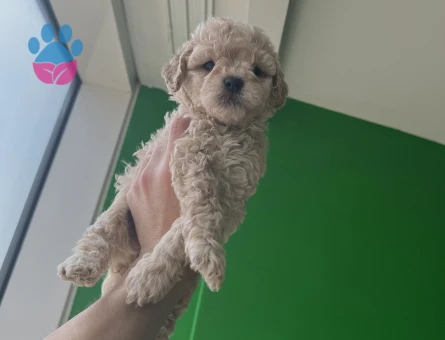 Veterinerden A Kalite Maltipoo 2 Aylık
