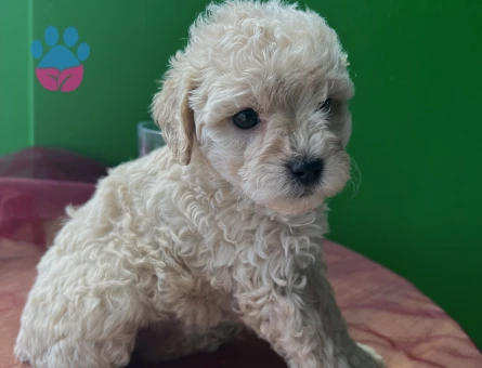 Veterinerden A Kalite Maltipoo 2 Aylık