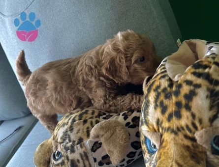 Veterinerden A Kalite Maltipoo 2 Aylık