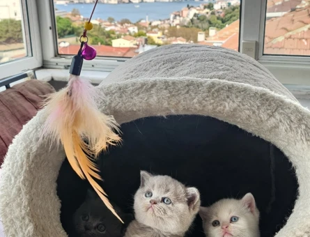 British shorthair yavru kedi