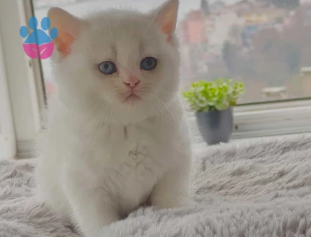 British shorthair yavru kedi