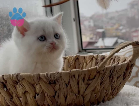 British shorthair yavru kedi