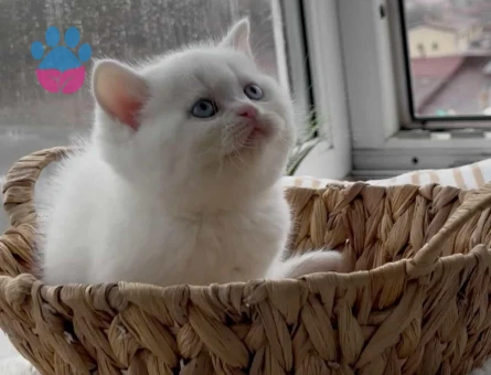 British shorthair yavru kedi