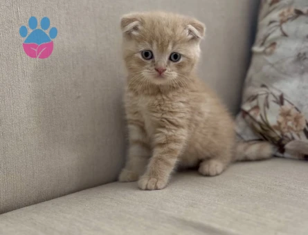 Scottish Fold Cream Erkek Topaç Kafa