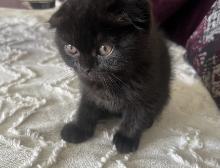 British Shorthair 3 Aylık