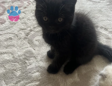 British Shorthair 3 Aylık
