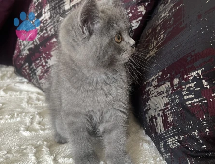 British Shorthair 3 Aylık