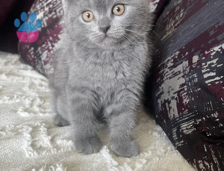 British Shorthair 3 Aylık