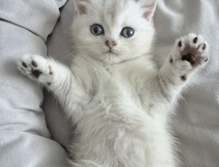 British Shorthair 2 Aylık