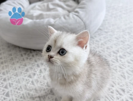 British Shorthair 2 Aylık
