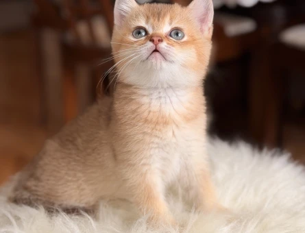 golden British shorthair