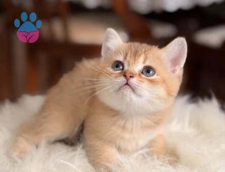 golden British shorthair