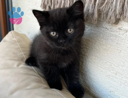 British shorthair 2 Aylık Yuva Arıyor