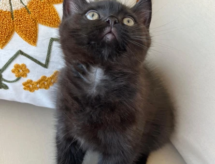 British shorthair 2 Aylık Yuva Arıyor