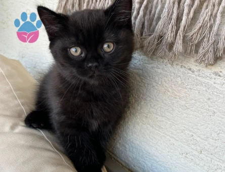 British shorthair 2 Aylık Yuva Arıyor