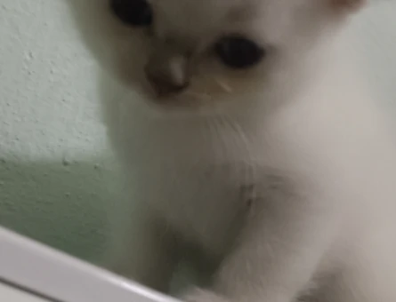 British Shorthair Dişi 2 Aylık