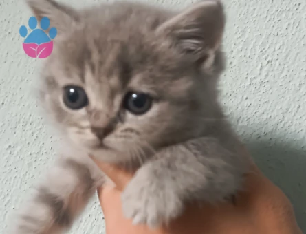 British Shorthair Dişi 2 Aylık