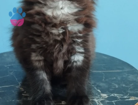 Oyuncu bebeklerimiz teslime hazır