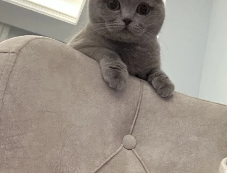 British Shorthair 2 Yaşında Yuva Arıyor - 4507