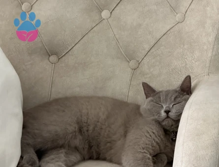 British Shorthair 2 Yaşında Yuva Arıyor