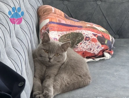 British Shorthair 2 Yaşında Yuva Arıyor