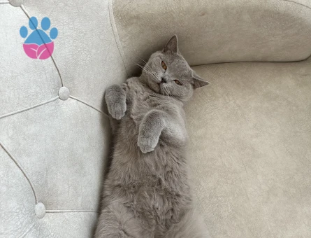 British Shorthair 2 Yaşında Yuva Arıyor