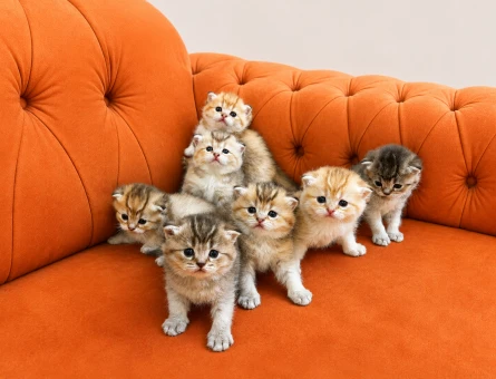 Minik British shorthair yavrularımız yeni yuvalarına kavuşmak için hazırlar - 4509