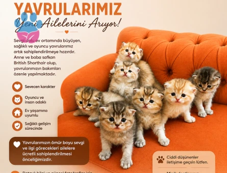 Minik British shorthair yavrularımız yeni yuvalarına kavuşmak için hazırlar