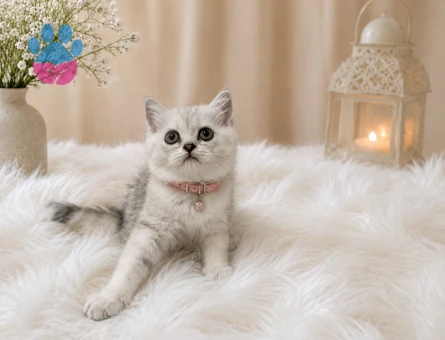 British Shorthair Silver 2 Aylık Dişi Yavrumuz - 4510