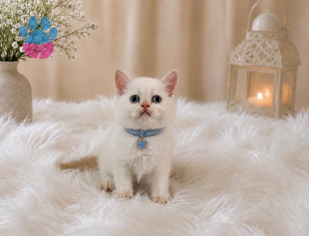 British Shorthair Red Point Erkek - 4513
