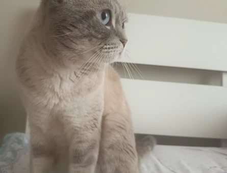 British Shorthair 1 Yaşında Yuva arıyoruz - 4515