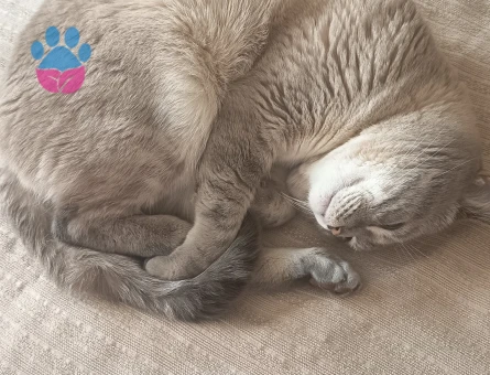 British Shorthair 1 Yaşında Yuva arıyoruz