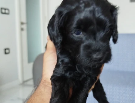 Toy Poodle 2 Aylık - 4517