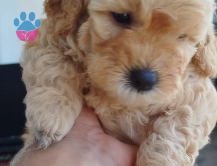 Toy Poodle 2 Aylık